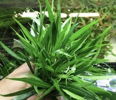 Hygrophila Parvitota