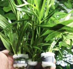 Hygrophila Parvitota