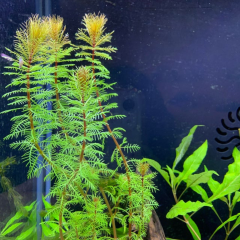 Myriophyllum Tuberculatum