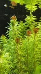 Myriophyllum Tuberculatum