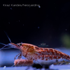 Kiraz Karides 0.5-1 Cm 5 adet