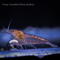 Kiraz Karides 0.5-1 Cm 5 adet