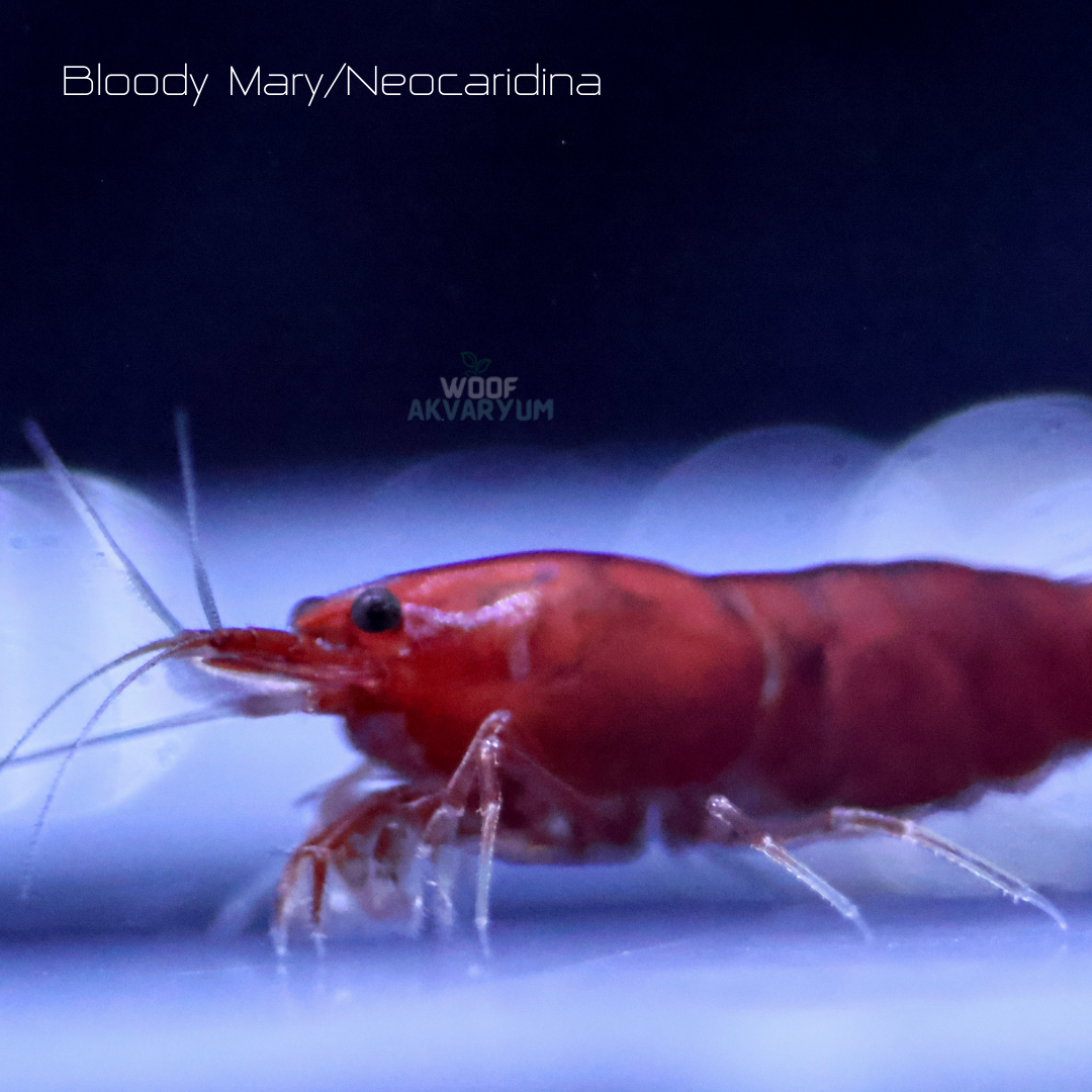 Bloody Mary 0.5-1 Cm 5 adet