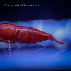 Bloody Mary 0.5-1 Cm 5 adet