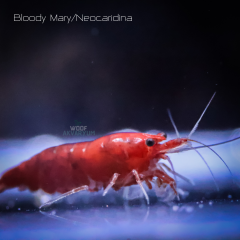 Bloody Mary 0.5-1 Cm 5 adet