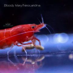 Bloody Mary 0.5-1 Cm 5 adet