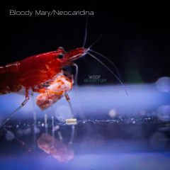 Bloody Mary 0.5-1 Cm 5 adet