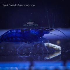 Mavi Melek 0.5-1 Cm 5 adet