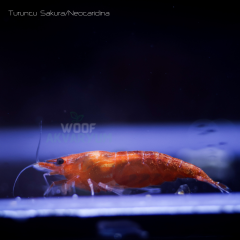 Turuncu Sakura 0.5-1 Cm 5 adet