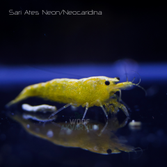 Sarı Ateş Neon 0.5-1 Cm 5 adet