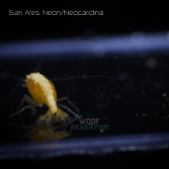 Sarı Ateş Neon 0.5-1 Cm 5 adet