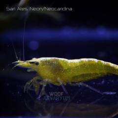 Sarı Ateş Neon 0.5-1 Cm 5 adet