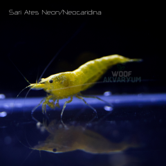 Sarı Ateş Neon 0.5-1 Cm 5 adet