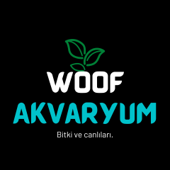 Sarı Ateş Neon 0.5-1 Cm 5 adet