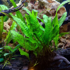 Java Fern Microsorum pteropus 1 Kök