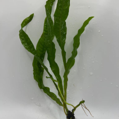 Java Fern Microsorum pteropus 1 Kök