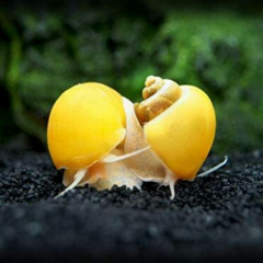 Elma Salyangozu,Orta Boy 3-4 cm,Apple Snail