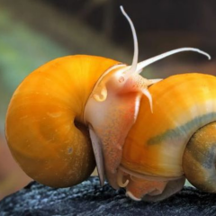 Elma Salyangozu,Orta Boy 3-4 cm,Apple Snail