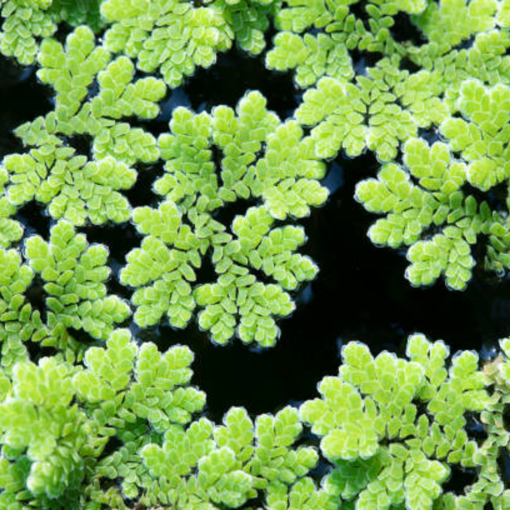 Azolla Caroliniana 30 cc Kapta Su Üstü Bitkisi