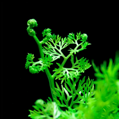 Ceratopteris Thalictroides 1 Bağ 2-5 Dal