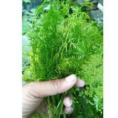 Ceratopteris Thalictroides 1 Bağ 2-5 Dal