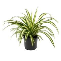 Chlorophytum Comosum 1 Saksı