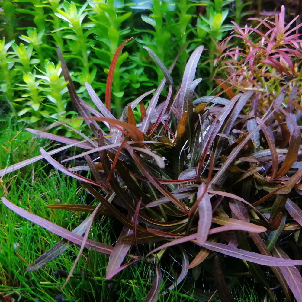 Hygrophila Araguaia