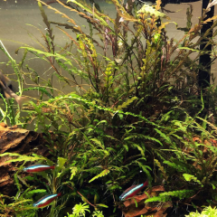 Hygrophila Pinnatifida Kusursuz Formda Akvaryum Bitkisi