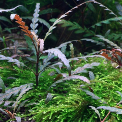 Hygrophila Pinnatifida Kusursuz Formda Akvaryum Bitkisi