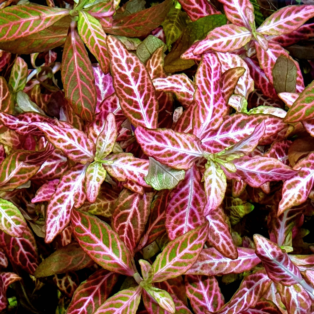 Hygrophila Polysperma Rosanervig