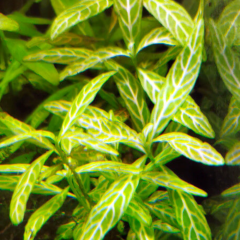 Hygrophila Polysperma Rosanervig