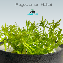 Pogestemon Helferi-Özel Tür