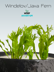 Windelov Java Fern 1 Kök Kusursuz Formda