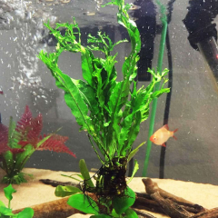 Windelov Java Fern 1 Kök Kusursuz Formda