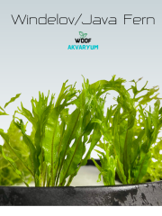 Windelov Java Fern 1 Kök Kusursuz Formda
