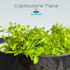 Cryptocoryne Parva In-Vitro