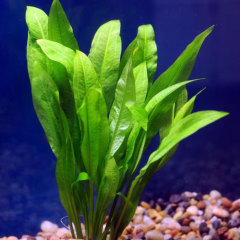 Echinodorus Grisebachii 1 Kök