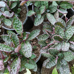 Strobilanthes Alternata 1 Bağ 2-4 Kök