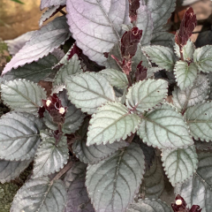 Strobilanthes Alternata 1 Bağ 2-4 Kök