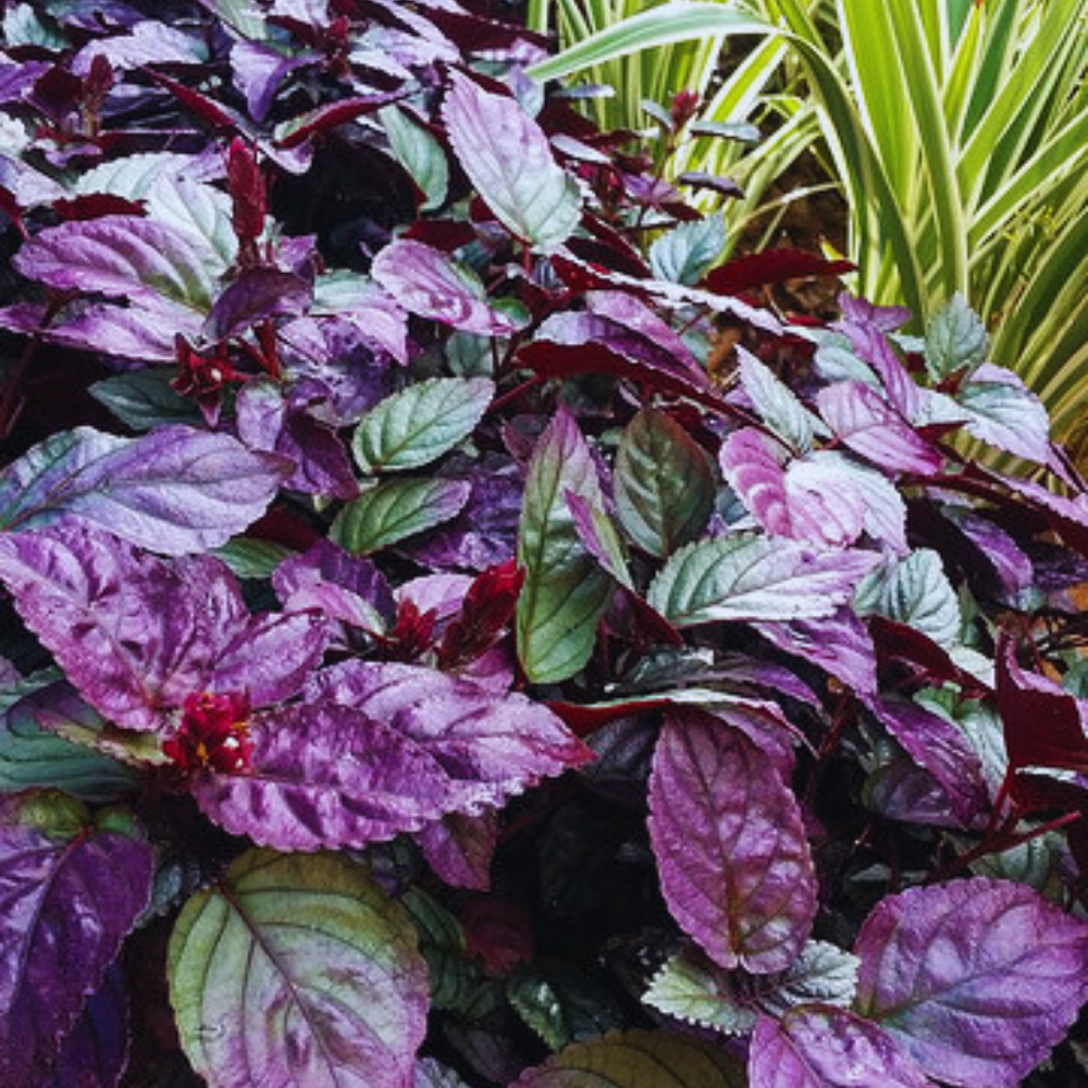 Strobilanthes Alternata 1 Bağ 2-4 Kök