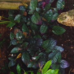 Strobilanthes Alternata 1 Bağ 2-4 Kök