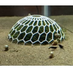 Moss Mağarası Moss Hariç