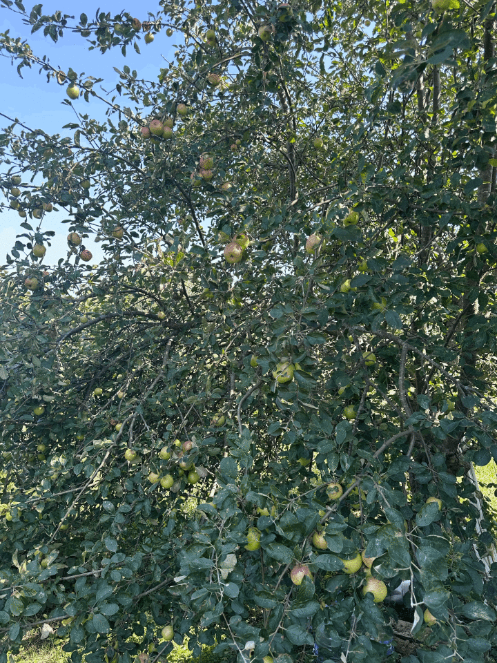 Elma Avantaj Paketi (3 kg)