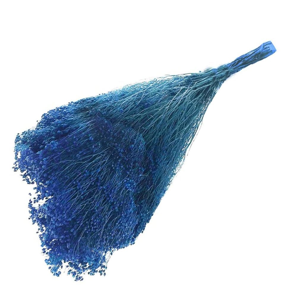 Kurutulmuş Mavi Broom Bloom