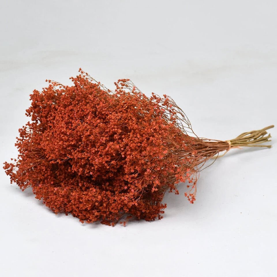 Kurutulmuş Kiremit Broom Bloom