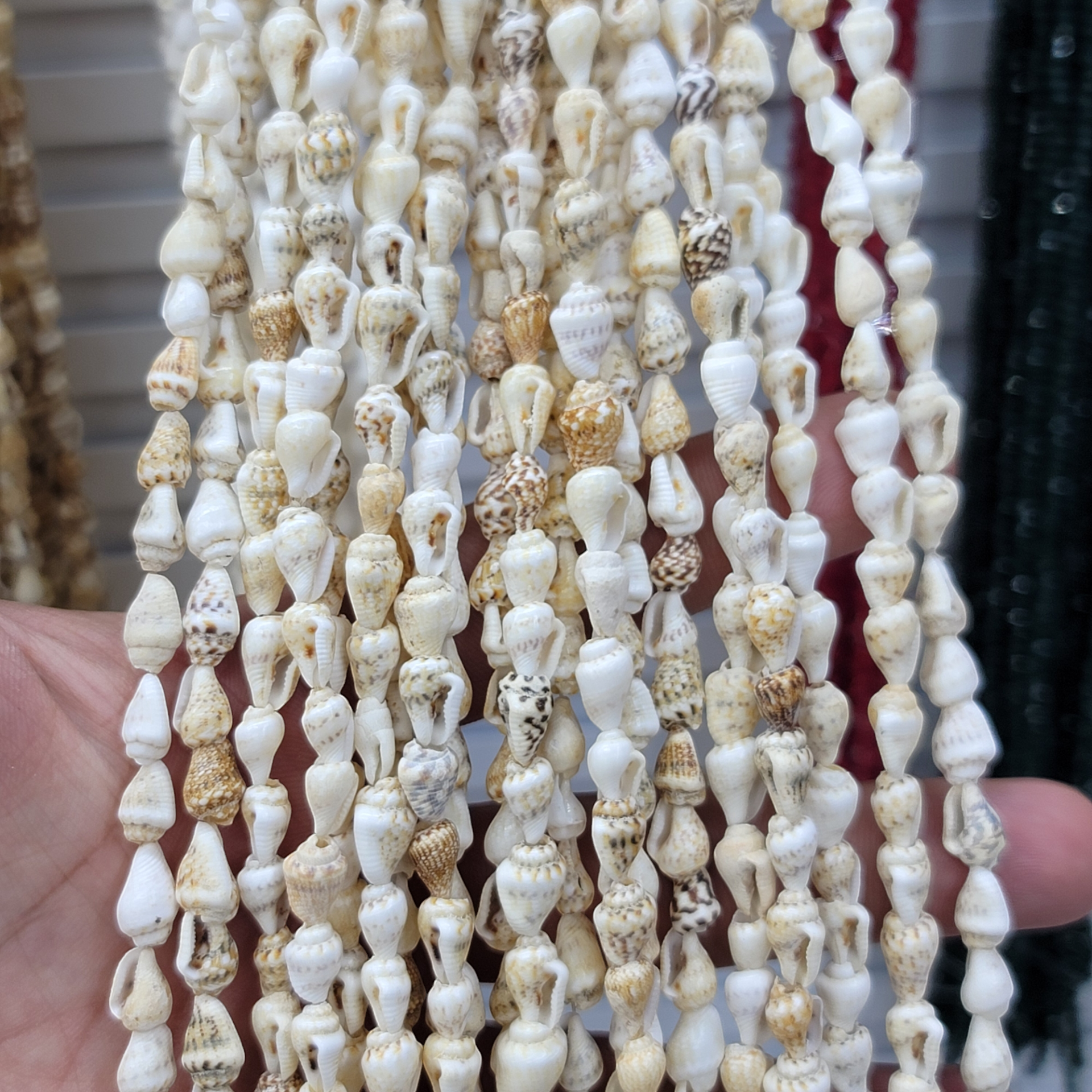 Dizili Deniz Kabuğu 150cm Dizide 110-135 adt