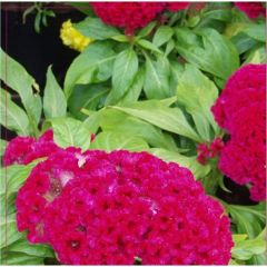 Arzuman Horozibiği (Celosia) Çiçek Tohumu 100 Adet