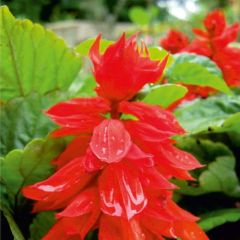 Arzuman Ateş Çiçeği (Salvia Splendens) Çiçek Tohumu 30 Adet