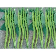 Biber Kıl Sivri Acı Tohumu(10 Gr)