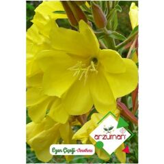 Arzuman Ezan Çiçeği Oenothera 100'lü